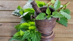 گیاهی با خواص جادویی برای بهبود بیماری های تنفسی