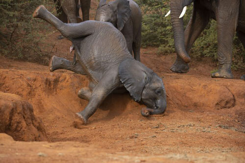 وقتی بچه فیل در حفره سقوط می کند + تصاویر