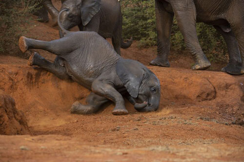 وقتی بچه فیل در حفره سقوط می کند + تصاویر