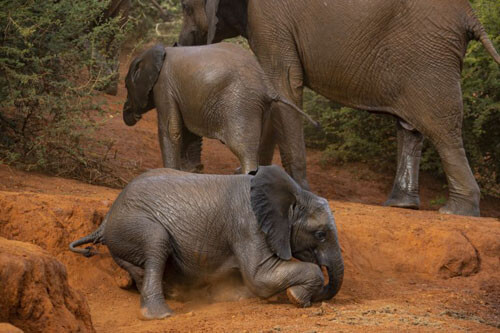 وقتی بچه فیل در حفره سقوط می کند + تصاویر