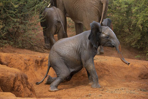 وقتی بچه فیل در حفره سقوط می کند + تصاویر