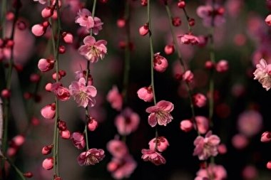 از نظر علم نجوم سال چگونه تحویل می شود؟