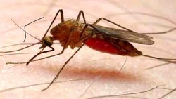 حشرات باعث انتقال ویروس کرونا می‌شوند؟