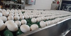 صادرات تخم‌مرغ متوقف شد اما قیمت‌ها برنگشت