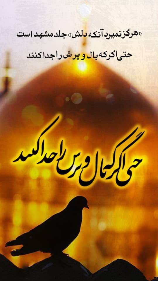 استوری حرم امام رضا (ع)