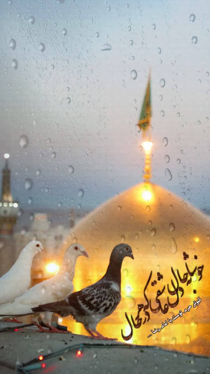 استوری حرم امام رضا (ع)