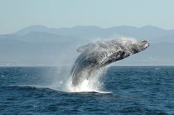 ترفند خاص نهنگ «ادن» برای شکار + فیلم