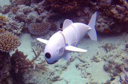  ربات ماهی  با قابلیت شنای گروهی