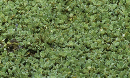 معمای تصویری حیوانات