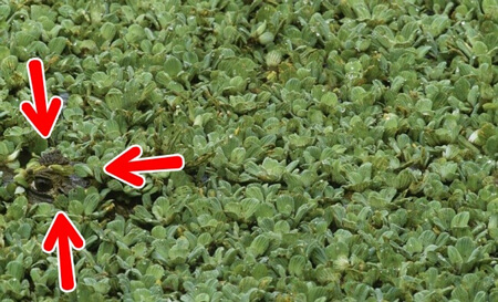 جواب معمای تصویری