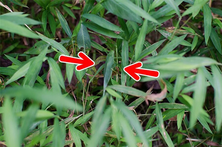 پاسخ معمای پیدا کن