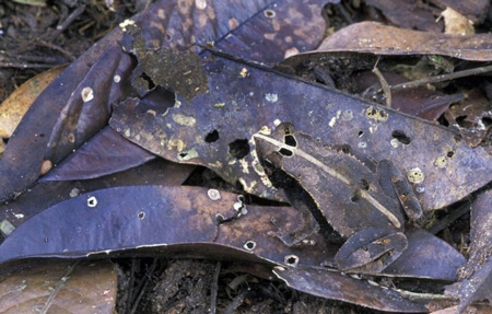 معمای تصویری