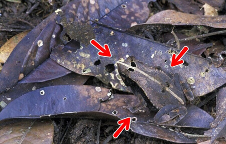 معمای حیوانات