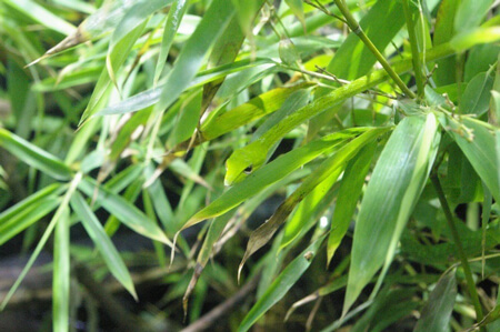 معما با جواب