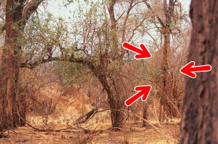 پاسخ تست هوش