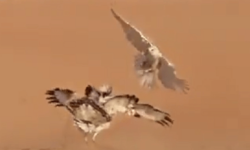مبارزه مرگبار دو شکارچی قهار در کویر + فیلم