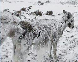 یخ‌زدن حیوانات در سرمای 50- درجه + فیلم
