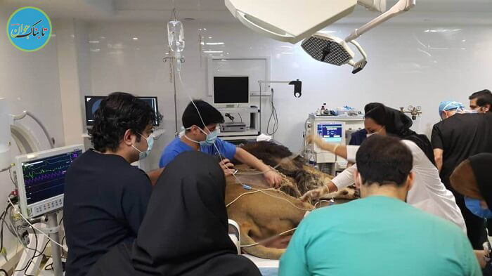 سونوگرافی شیر ایرانی در بیمارستان + فیلم و تصاویر