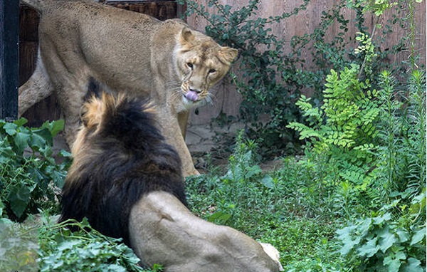 هیرمان و ایلدا