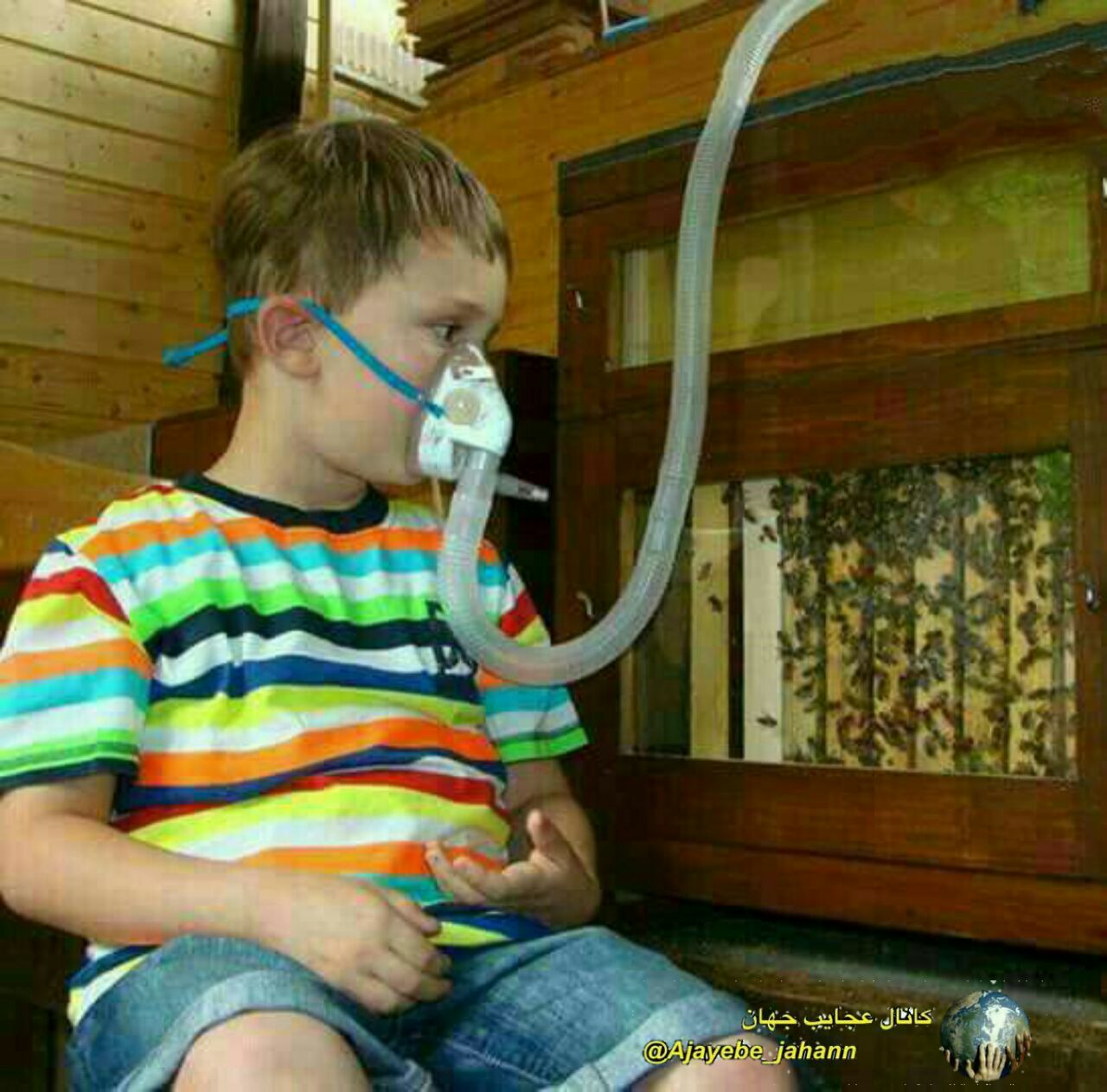 تنفس با کندوی عسل + عکس