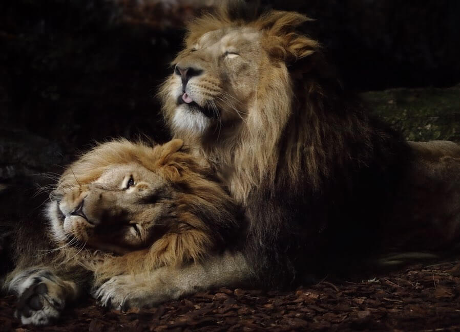 هیرمان شیر ایرانی و برادرش کیتان