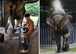 پروتز روی پای فیل تایلندی!