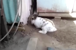 ترفند خیره‌کننده خرگوش برای نجات گربه از قفس + فیلم