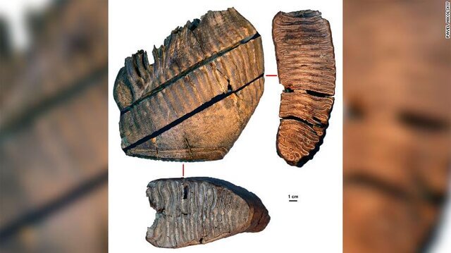 قدیمی‌ترین دی‌ان‌ای جهان کشف شد
