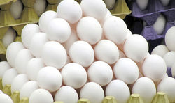 توزیع روزانه ۳۰۰ تن تخم‌مرغ در تهران