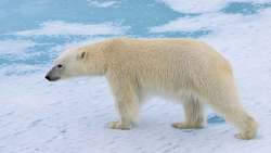 غذا دادن به خرس قطبی از پنجره خانه + فیلم