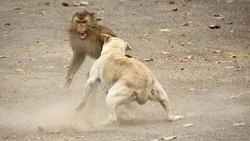 درگیری وحشیانه یک میمون با سگ + فیلم