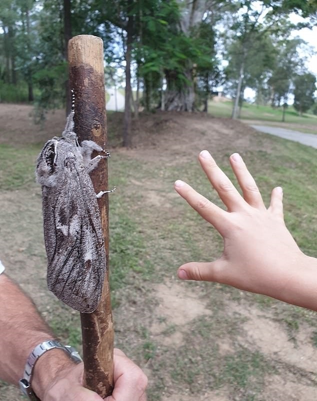 پروانه بزرگ