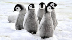 تاکتیک حیرت انگیز بچه‌ پنگوئن‌ها در مقابل مهاجم بی‌رحم + فیلم