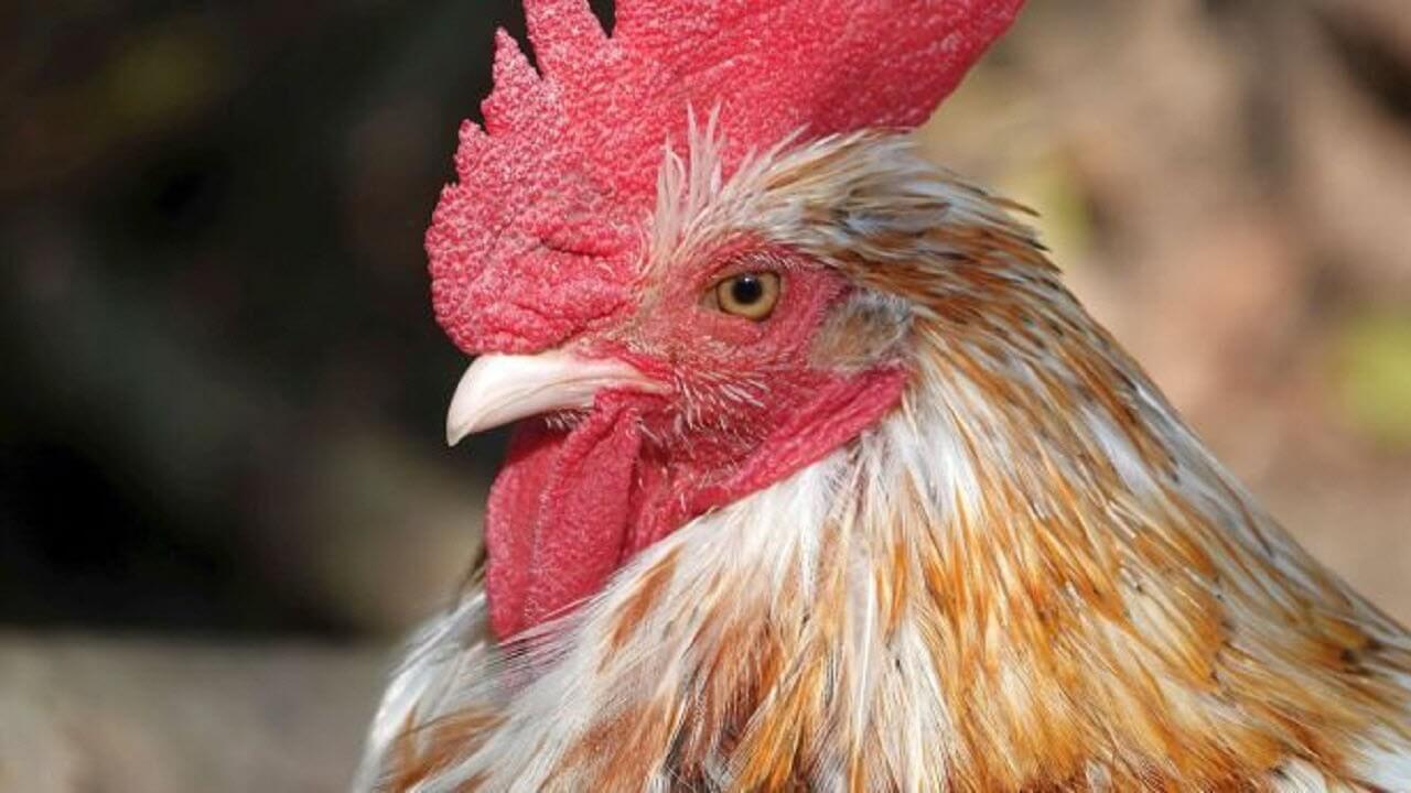 خروس