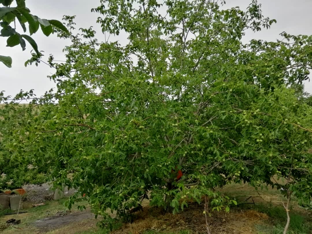 خرید نهال گردو برای باغداران چه مقدار سود به همراه دارد ؟