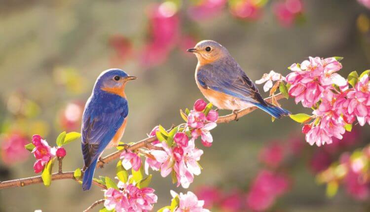 نوروز و بهار