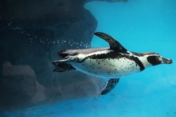 پنگوئنی که از ترس نهنگ قاتل به یک قایق پناه برد! + فیلم
