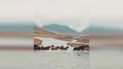 اسب‌های دیدنی در دشت‌های ایسلند + فیلم