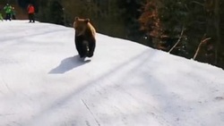 حمله خرس قهوه‌ای به اسکی بازان! + فیلم