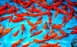 ماهی قرمز کرونا را منتقل می کند یا خیر؟
