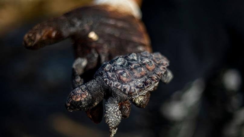 لاک پشت نفتی در سواحل اسرائیل