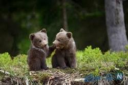 توله خرس یتیم تحت پوشش محیط زیست قرار گرفت