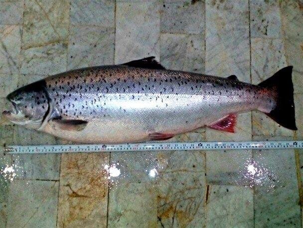 صیدی در دریای خزر که صیادش را به دام انداخت