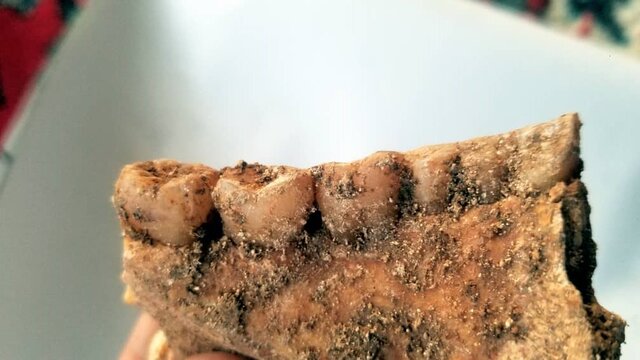 دندان سرباز اشکانی