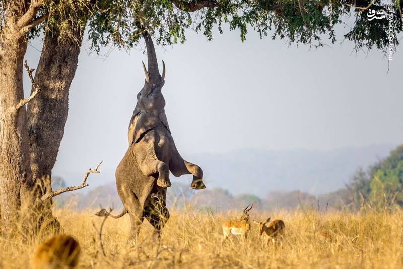 وقتی فیل روی ۲ پا می‌ایستد + فیلم