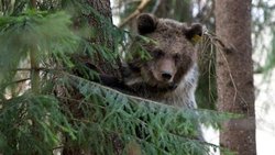مشاهده اولین خرس قهوه‌ای در پارک ملی اسپانیا
