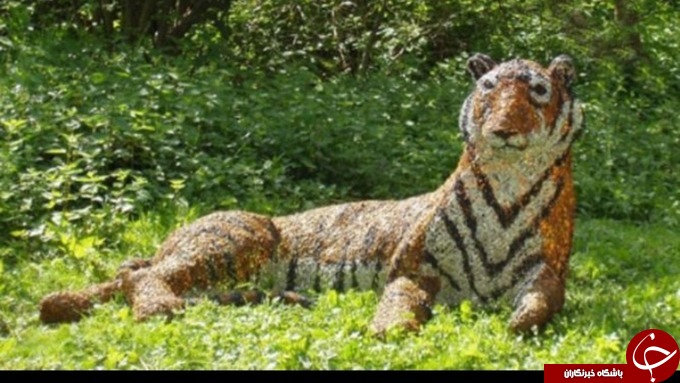 ببری که ده‌ها پلیس را سرکار گذاشت!