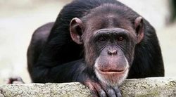 واکنش مدیر باغ وحش تهران به شایعه گم شدن یک شامپانزه