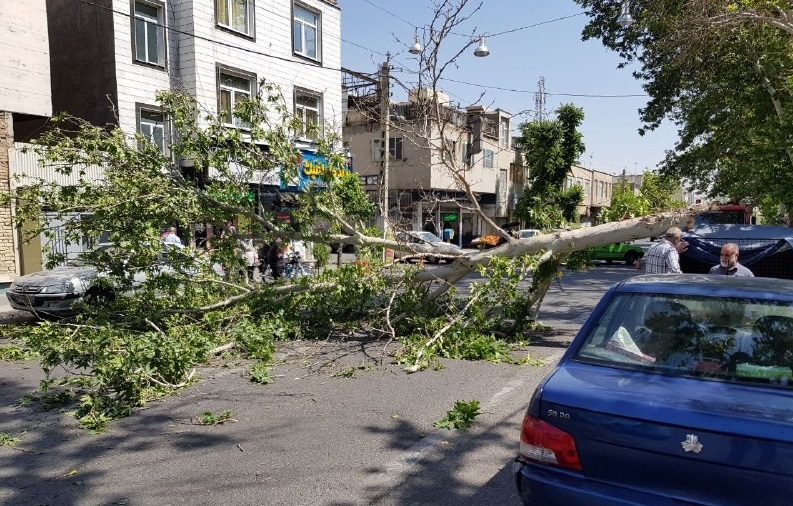 شکسته شدن و سقوط درخت بر اثر وزش باد شدید + عکس