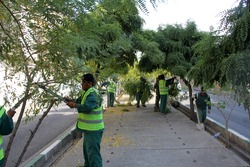 بازپیرایی و هرس بیش از 47 هزار اصله درخت در شمال شرق تهران